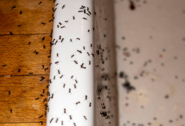 Pest Prevention Services in Purdy, MO