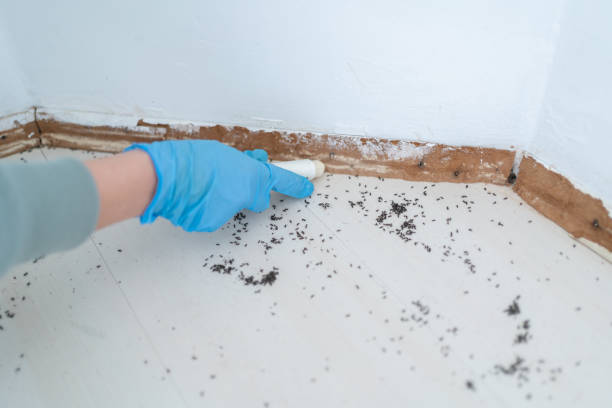 Best Pest Prevention Services  in Purdy, MO